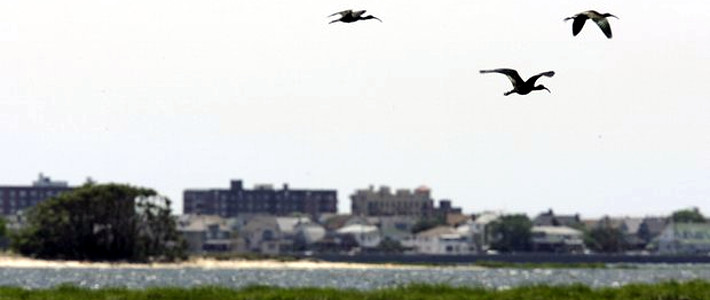 Программы уничтожения птиц в аэропортах были активизированы после аварии 2009 года, когда реактивный лайнер был вынужден приводниться на реку Гудзон, из-за птиц, попавших в двигатель