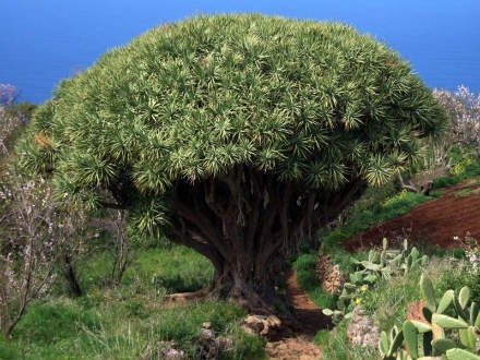 Драцена - природный прототип искусственного дерева, предложенного американскими разработчиками